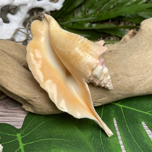 Unique Rare Rooster Tail Conch Seashell Collector Coastal Nautical Display Shell - Picture 11 of 17